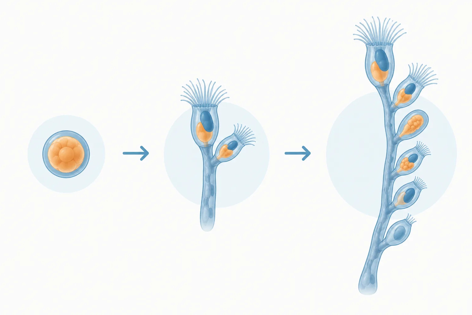 Three stages show a siphonophore growing from one egg as new connected zooids bud along a stem.